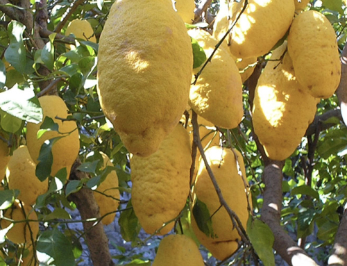 Cedro di Trabia